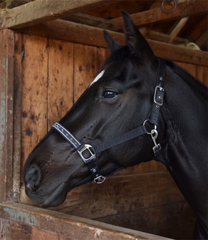 Delzani Padded Suede Halter with Reflectors